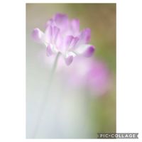 レンゲソウ,レンゲソウ,元気をありがとう٩( ᐛ )و,キュート٩( ᐛ )و,山野草の画像