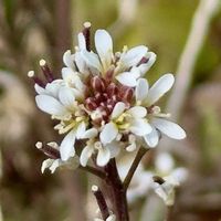 タネツケバナの画像