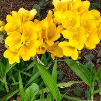 スイセン,フリージア,ヤマブキ,菜の花,GS今日のお花の画像