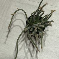 ポトス,リプサリス,リプサリス ホリダ,エピプレムナム・ピナツム,エピプレムナム ピナツム マーブルの画像