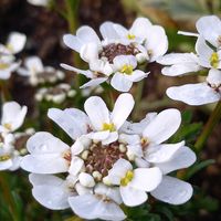 イベリス,スイセン,ヒヤシンス,地植え,ガーデニングの画像