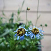 フェリシア,キングフィッシャー デージーの画像