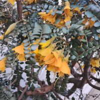 ソフォラ・ミクロフィラの画像