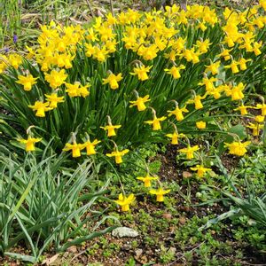 スイセン,今庭,ガーデニング,ナチュラルガーデン,手作りの画像