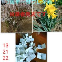 無農薬,自給自足の生活,バラと夢CLUB,おのたんのプレ企画,われら17年組の画像