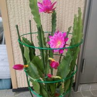 クジャクサボテン,撮影  本日 (03/23),チーム 新潟,玄関の画像