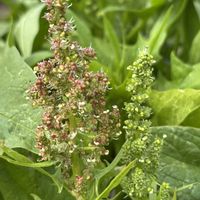 ホウレンソウ,ほうれん草,ハコベ,ヤエムグラ,スイバの画像