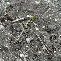 シラン,シラン,芽生え,3月の画像