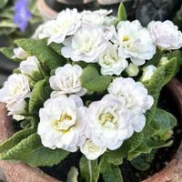 ムスカリ,ワスレナグサ,プリムラ ベラリーナ,ビオラ ブルーラビット,プリムラベラリーナ・ピンクアイスの画像