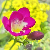 フリージア,ガーデニング,球根植物,花のある暮らし,花が好きの画像