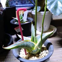 サンスベリア,サンスベリア スノーホワイト,観葉植物,新潟県の画像