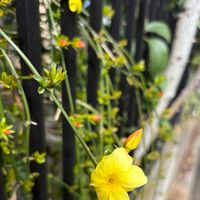 オウバイ,黄梅,庭の花,黄色い花の画像