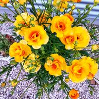 フランネルフラワー,ラナンキュラスラックスアリアドネ,ラナンキュラスラックス　リュキア,ラナンキュラスラックス ティーバ,ラナンキュラスラックス エリスの画像