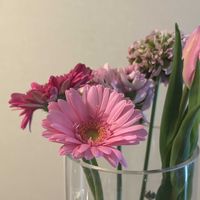 ガーベラ,チューリップ,切り花,お花屋さん,花のある暮らしの画像