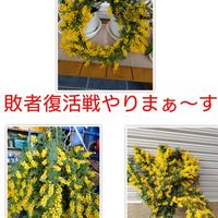 ミモザ,無農薬,自給自足の生活,敗者復活戦,バラと夢CLUBの画像