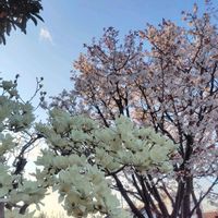 マーガレット,ムスカリ,ラナンキュラス,オステオスペルマム,キララの画像