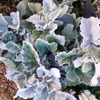 シロタエギク,デイジー,ウインティー・ライムグリーン,花のある暮らし,ウインティー^_^の画像