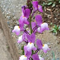 ヒメキンギョソウの画像