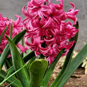 地植え,かわいいな♡,お花好き,すてき…♡,自己流ガーデニングの画像