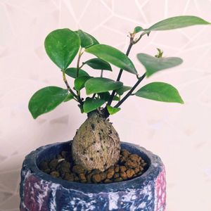 ガジュマル,☆りん☆のガジュマル,多肉植物,塊根植物,可愛いの画像