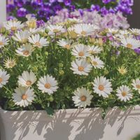 オステオスペルマム,キララ,サントリー キララ ホワイト,サントリー フラワーズの画像