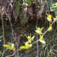 ヤマブキ,ヤマブキ,ヤマブキ,ヤマブキ,ヤマブキ（山吹）の画像