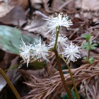 セリバオウレン,ミズバショウ,山野草,白い花,花活の画像