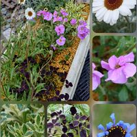 オーブリエチア,ネメシア,プリムラ,ローダンセマム エルフピンク,ユーフォルビア ミルシニテスの画像