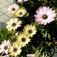 オステオスペルマム,ガーデニング,お花,冬越し,小さな庭の画像