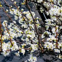 ジューンベリーの画像