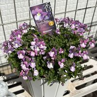 ネメシア,ガーデニング,花のある暮らし,花が好き,ゲブラナガトヨの画像