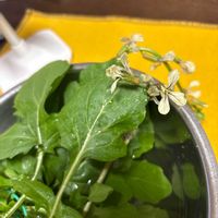 ルッコラの画像