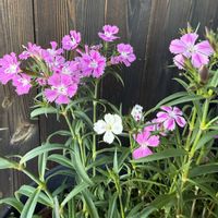 ナデシコの画像