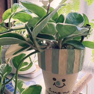 作家さんの作品,素敵便,プレ企画,作家鉢,バラと夢CLUBの画像