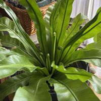 オオタニワタリ,アスプレニウム,ペペロミア オブツシフォリア,サンセベリア ムーンシャインの画像