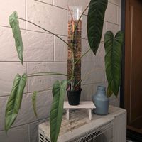 フィロデンドロン,観葉植物,フィロデンドロン属,Philodendron sp. macas,Philodendron Dolichogyniumの画像