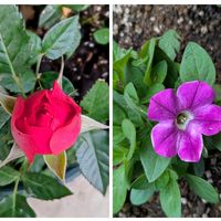 ペチュニア,薔薇,友情,お疲れ様です♡,平和を願う☆の画像