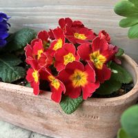 プリムラ　ジュリアン,武器ではなく花を,プリ村,on a diet,求む！簡単料理レシピの画像