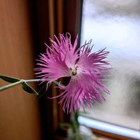 カワラナデシコ,カワラナデシコ,カワラナデシコ,かわらなでしこ,水挿しの画像