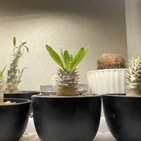 パキポディウム・グラキリス,パキポディウム・グラキリス,パキポディウム・ロスラーツム,パキポディウム・ロスラーツム,パキポディウム・ホロンベンセの画像