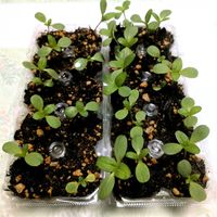 ジニア,百日草,DAISO,種から,キッチンの画像