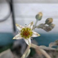 朧月(おぼろづき)の画像