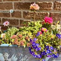 デージー,デージー,ヒヤシンス,ヒヤシンス,ベロニカ・オックスフォードブルーの画像