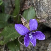 シャクヤク,スイセン,スミレ,ムスカリ,散歩道♡の画像