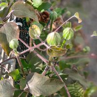 クレマチス,クレマチス　ミケリテ,クレマチス 麻生,クレマチス 白王冠の画像