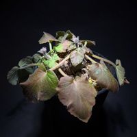 ペラルゴニウム,ペラルゴニウム トリアンドラム,塊根植物,花芽,ペラルゴニウム属の画像