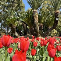 ソテツ,チューリップ,京都府立植物園の画像