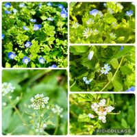 オオイヌノフグリ,キュウリグサ,ナズナ,タネツケバナ,オランダミミナグサの画像