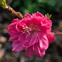 ハナモモ,ハナモモ,ハバネロ,ハバネロ,まつぴよさんのハシビロコウ❤️の画像