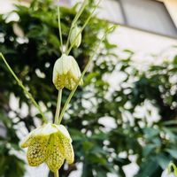 ジンチョウゲ,バイモ（アミガサユリ）,楽しみ〜,小さな幸せ♡,いつも心に太陽をの画像